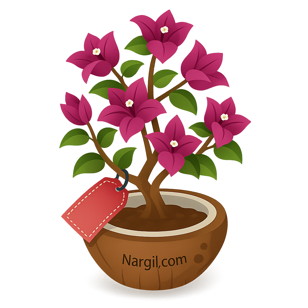  Nargil - great bougainvillea